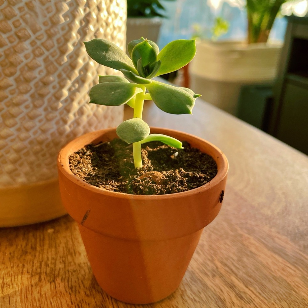 Plant SALE🪴 Monstera, Succulent Plants, Snake Plants & Devil's ivy!!